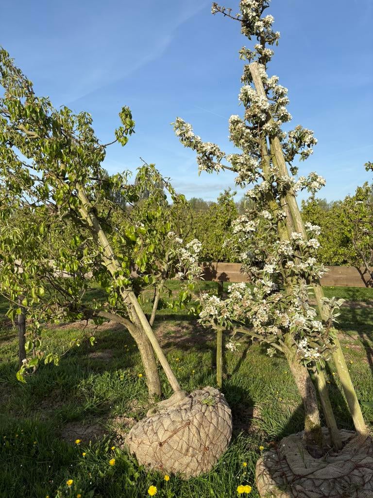 Oude perenbomen, Ophalen, Lente, Volle zon, Perenboom