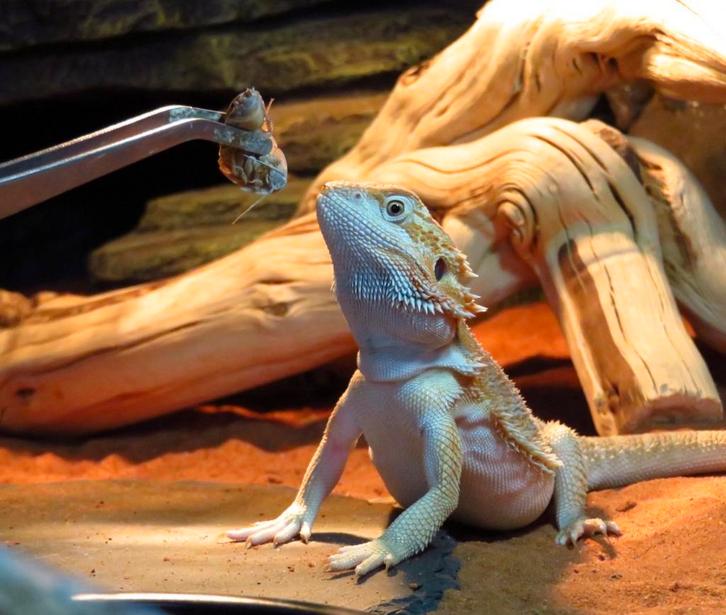 Baardagaam man Bearded Dragon - male for sale from angel