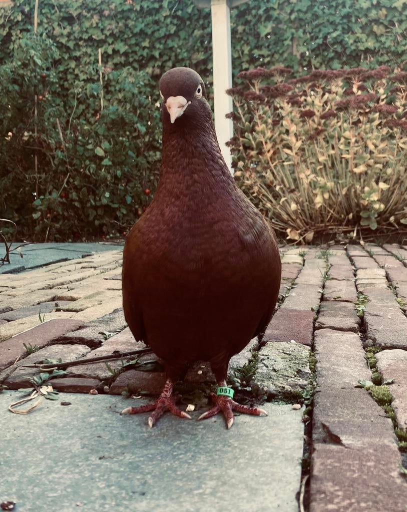 Binnenkort: Amsterdamse hoogvliegers (sierduiven), Dieren en Toebehoren, Meerdere dieren, Overige soorten