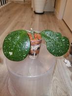 Hoya obavata, Huis en Inrichting, Ophalen of Verzenden, Halfschaduw, Minder dan 100 cm