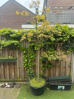 Japanse Esdoorn boom, Halfschaduw, Overige soorten, Lente, 250 tot 400 cm