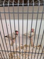 Zeer mooie grote koppel rijstvogels TT klassen, Dieren en Toebehoren, Vogels | Overige Vogels, Meerdere dieren, Tropenvogel, Geringd