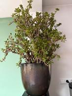 Crassula ovata, ook wel bekend als de jadeplant of geldboom., Ophalen, Halfschaduw