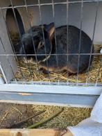 Konijn (Blacky), Geslacht onbekend, Klein, 3 tot 5 jaar