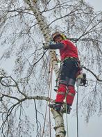 Bomen verwijderen, Tuinonderhoud of Snoeiwerk