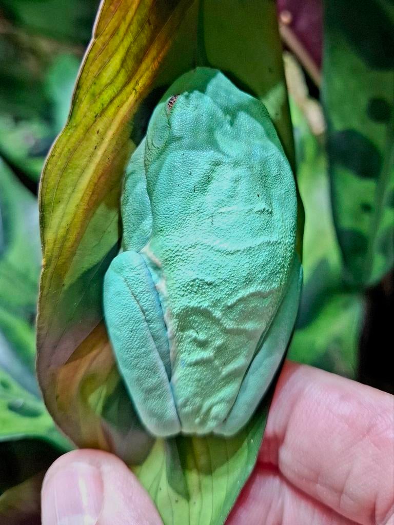 Agalichnis Callydrias roodoogmaki, Dieren en Toebehoren, Ophalen