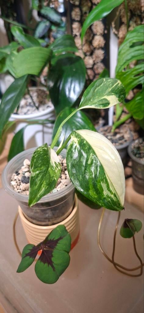 Monstera lechleriana, Huis en Inrichting, Kamerplanten, Ophalen of Verzenden, Halfschaduw, Minder dan 100 cm