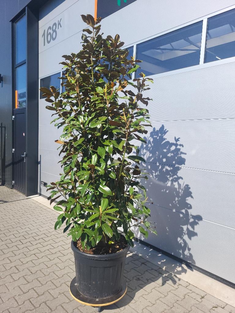 Magnolia grand.Praecox, Ophalen, Zomer, Overige soorten, Halfschaduw