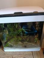 Superfish aquarium, Ophalen of Verzenden, Zo goed als nieuw, Gevuld zoetwateraquarium