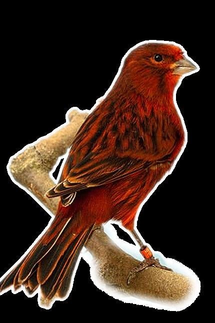 Kanarie POP Gezocht., Dieren en Toebehoren, Vogels | Kanaries, Vrouwelijk, Kleurkanarie