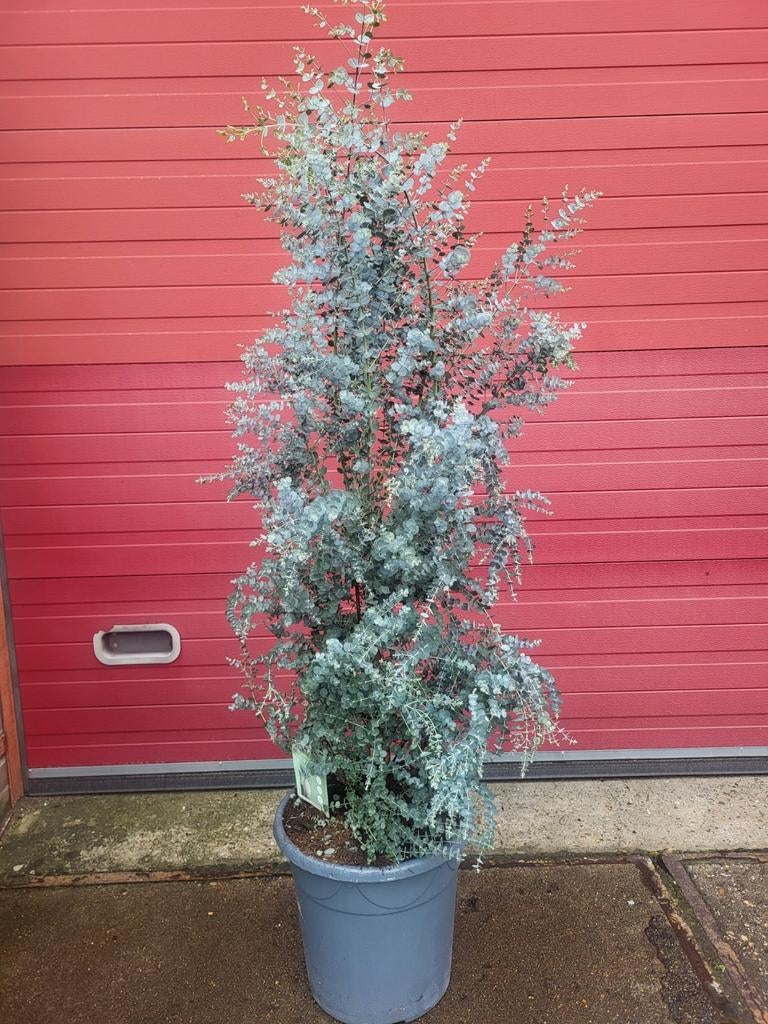 Mooie grote eucalyptus struiken, Ophalen of Verzenden