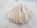 doopvontschelp 22 cm breed, Verzamelen, Ophalen of Verzenden, Schelp(en)