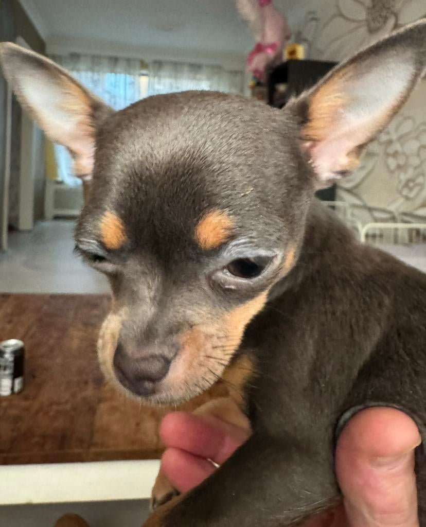 Chihuahua pups 1 teefje cord bleu en 1 reutje merle, Dieren en Toebehoren, Honden | Chihuahua's en Gezelschapshonden, Parvo, 15 weken tot 1 jaar