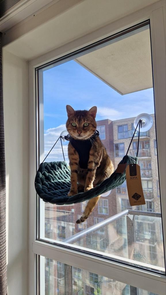 Raamhangmat Sofia Groen voor katten, Ophalen, Zo goed als nieuw