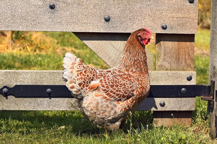 Wynadotte broedeieren, Dieren en Toebehoren, Pluimvee, Kip, Geslacht onbekend