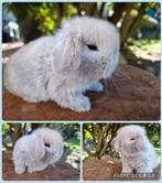 Prachtige raszuivere Minilop hangoor dwerg konijntjes, Meerdere dieren, Dwerg, Hangoor