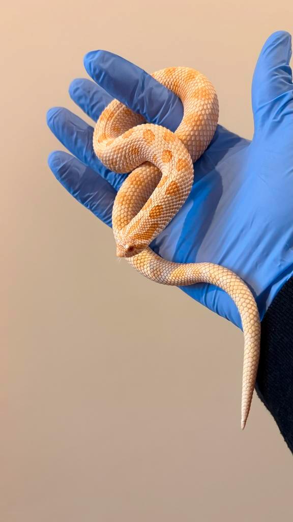 Heterodon Nasicus Arctic Albino Conda het Sable Hognose Snake - male for sale from Daniel