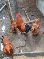 Broed eieren van Neuw Hampshe kippen, Dieren en Toebehoren, Geslacht onbekend, Kip