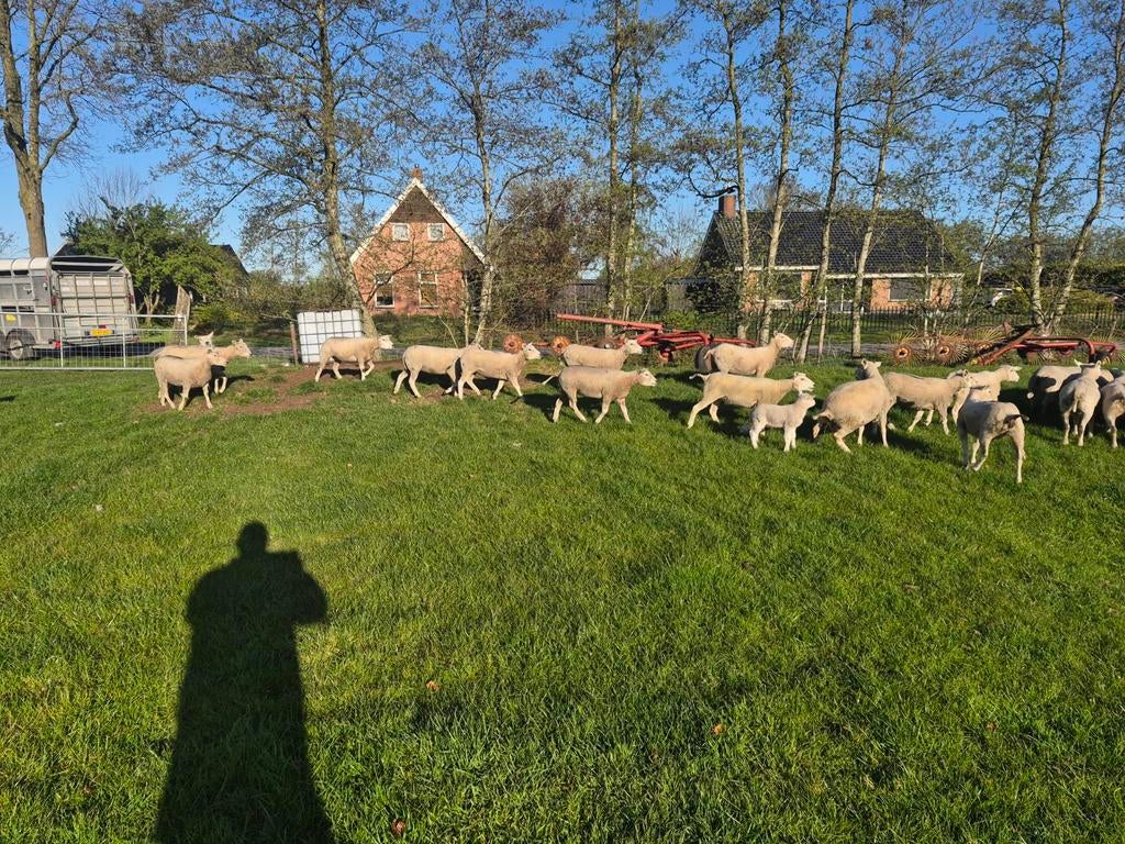 Overlopers noordhollander zwoegervrij, Dieren en Toebehoren, Mannelijk, Schaap
