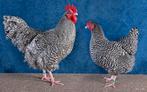 Broedeieren gevraagd, Dieren en Toebehoren, Meerdere dieren, Kip