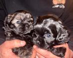 “Schattige Shihpoo puppy’s huiselijk opgegroeid – Apeldoorn”, Overige rassen, 8 tot 15 weken, Teef, Meerdere