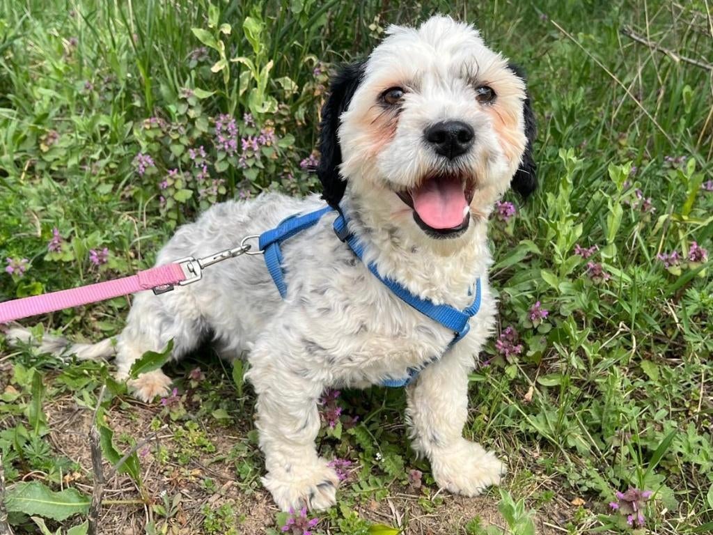 Zennah een klein, vrolijk hondje met een zacht karakter, Particulier, 1 tot 2 jaar, Buitenland, Teef