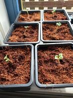 Jonge broccoli plantjes, Eenjarig, Bloeit niet, Halfschaduw, Ophalen