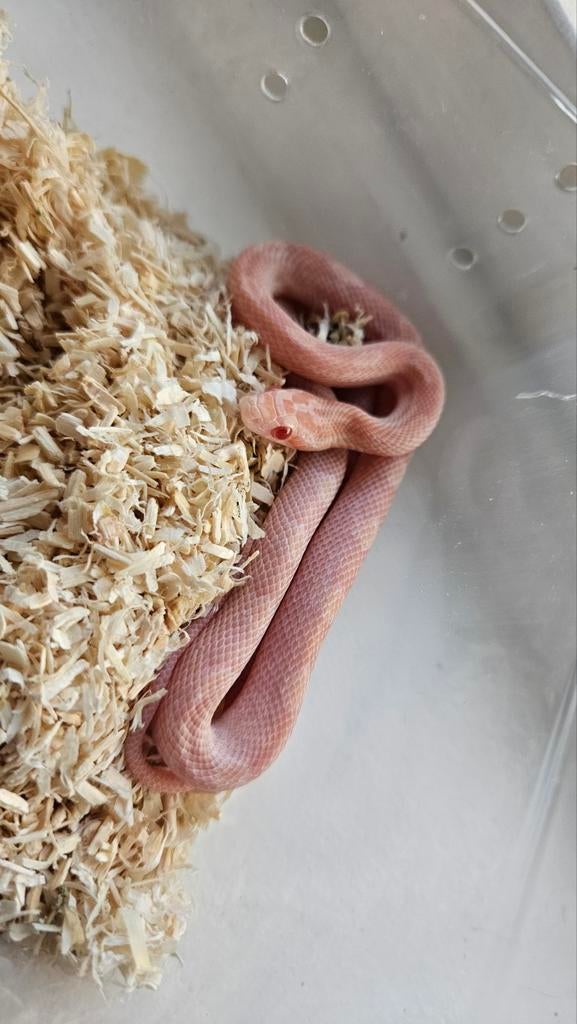 0.1 opal tessera pantherophis guttatus Rat Snake - female for sale from Chris