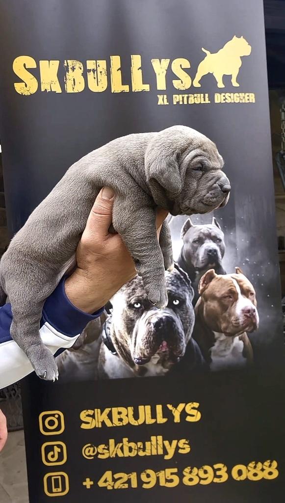 American Bully xxl, Particulier, 8 tot 15 weken, Meerdere, Reu