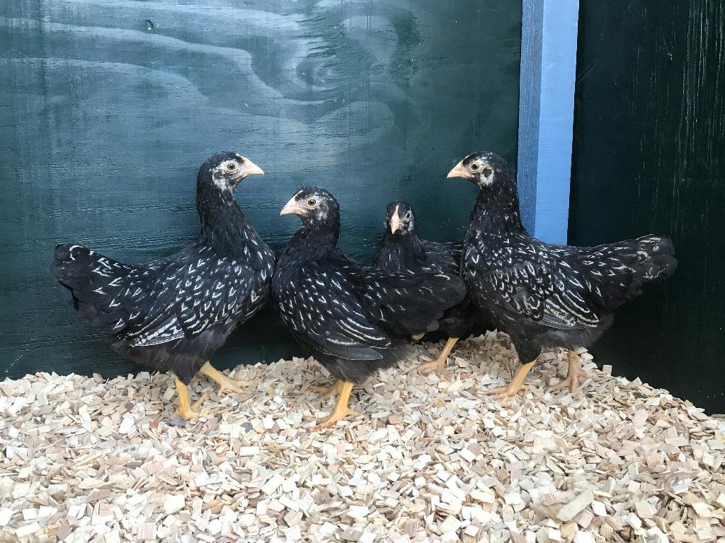 Jonge Barnevelder kriel zilver gezoomd gesekst & ingeënt, Dieren en Toebehoren, Pluimvee, Vrouwelijk, Kip