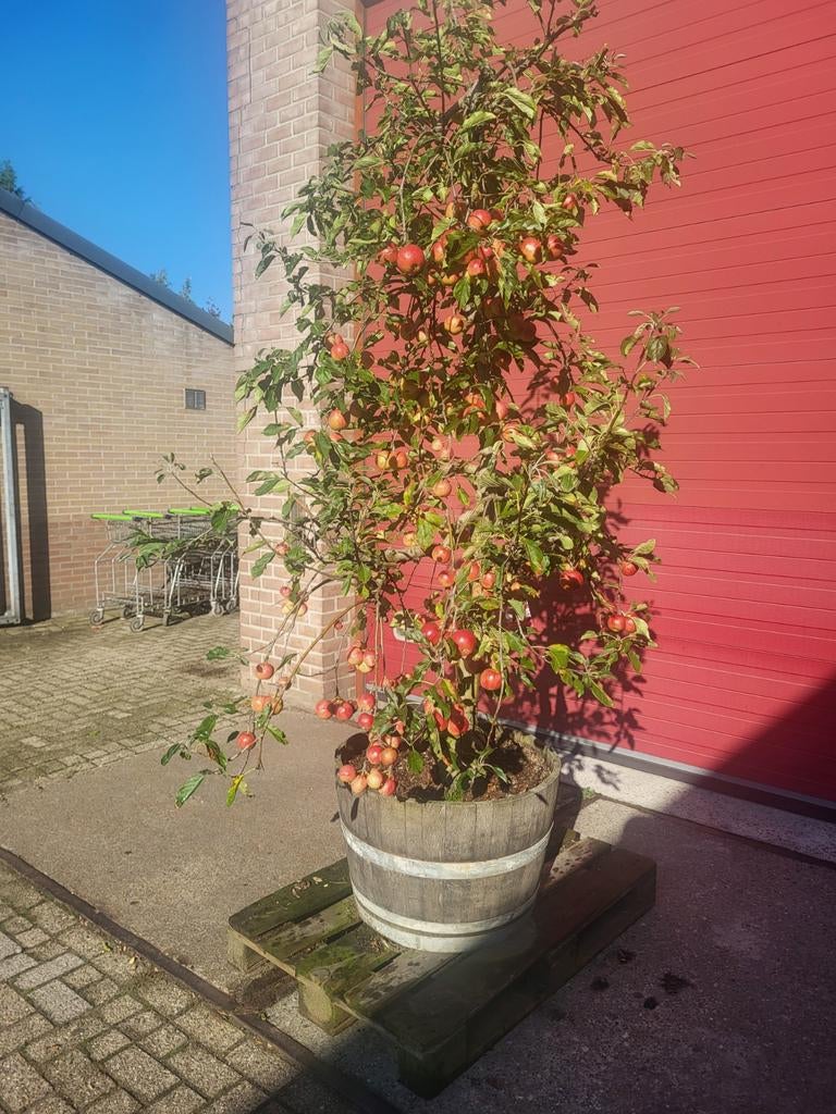 Mooie oude fruitbomen in houten wijnvat, Ophalen of Verzenden, Volle zon, Overige soorten, 100 tot 250 cm