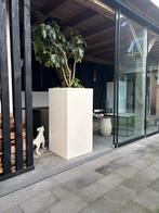 Witte kunststof plantenbak met Vingerplant (Fatsia japonica), Tuin en Terras, Bloembakken en Plantenbakken, Ophalen, Kunststof