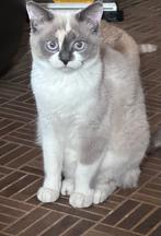 Perzisch sphynx kittens, Meerdere dieren