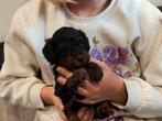 Kleine medium labradoodle pups, Dieren en Toebehoren, Overige rassen, 8 tot 15 weken, Meerdere dieren, Eén hond
