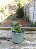 Citroen melisse, Ophalen, Overige soorten, Volle zon