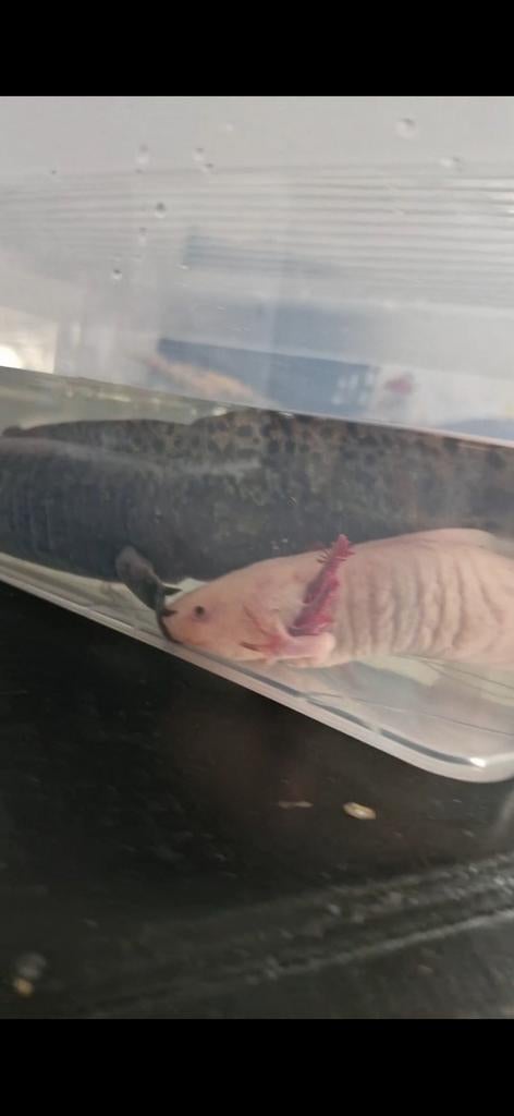 3 axelotl vrouwtjes te koop 3 jaar oud, Dieren en Toebehoren, Vissen | Aquariumvissen