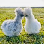 ️GEZOCHT️ Usa zijdehoen haan splash blauw/ wit, Dieren en Toebehoren, Pluimvee, Mannelijk, Kip