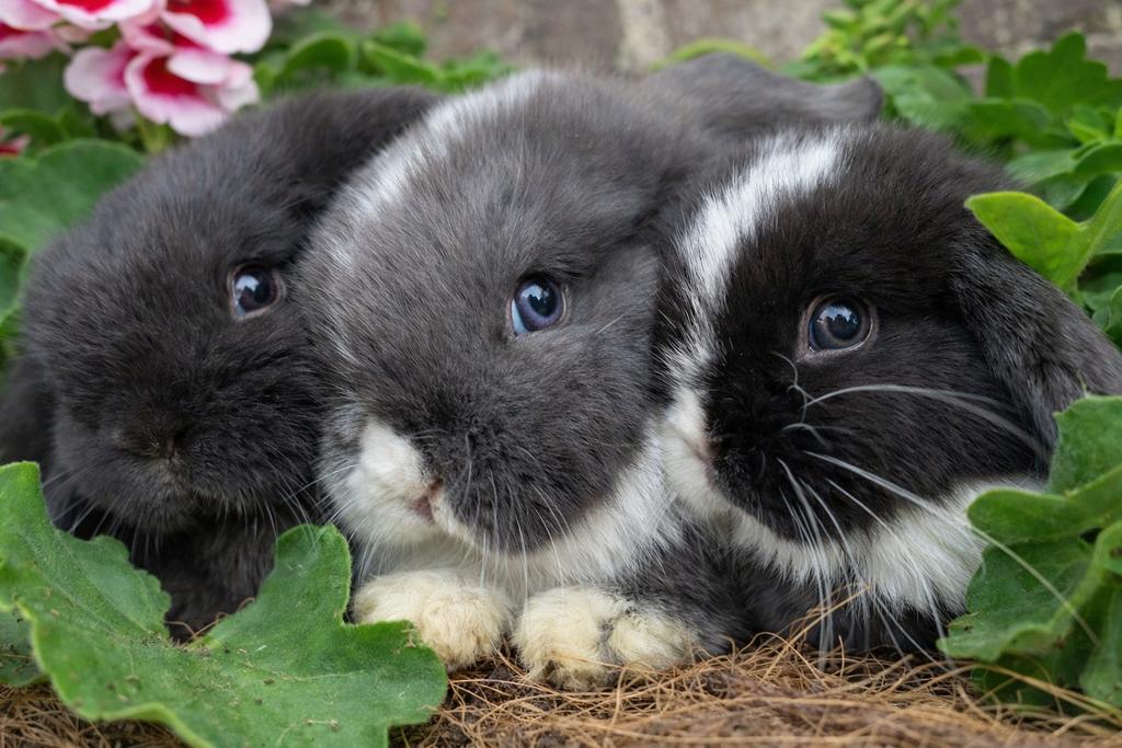 Superlieve minilop  konijntjes!, Dieren en Toebehoren, Konijnen, Meerdere dieren