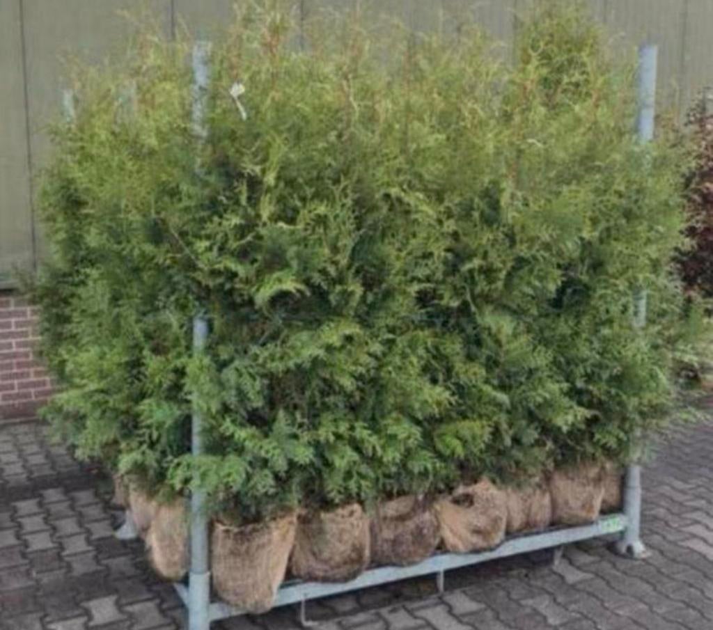 Coniferen 150-175, Tuin en Terras, Planten | Struiken en Hagen, Ophalen of Verzenden, Conifeer, 100 tot 250 cm