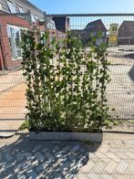 Hedera Kant-en-klaar Haag 120x180 cm met Houten Paal, Ophalen, Overige soorten, Haag, 100 tot 250 cm