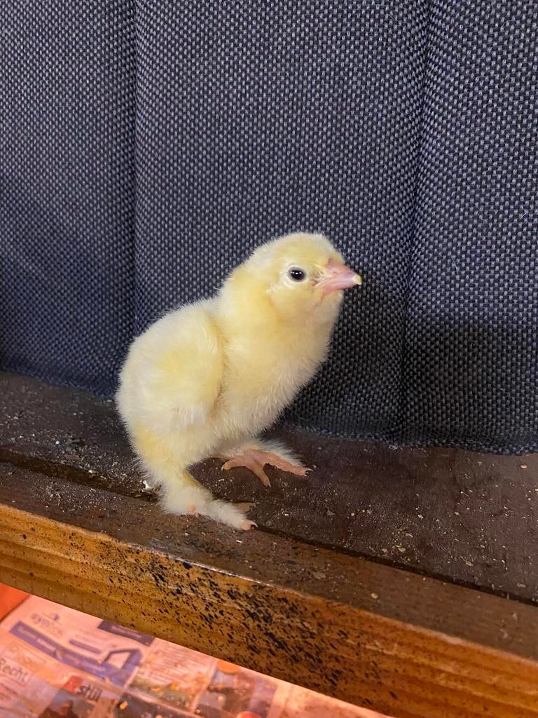 BRAHMA COLUMBIA kuikens, Dieren en Toebehoren, Pluimvee, Geslacht onbekend, Kip