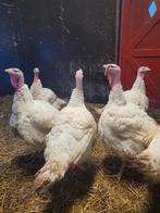 Breedborst kalkoenen, Meerdere dieren, Kalkoen