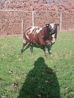 Schapen ram, Mannelijk, Schaap