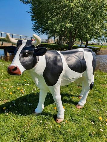 Grote koeien nu in de aanbieding beschikbaar voor biedingen