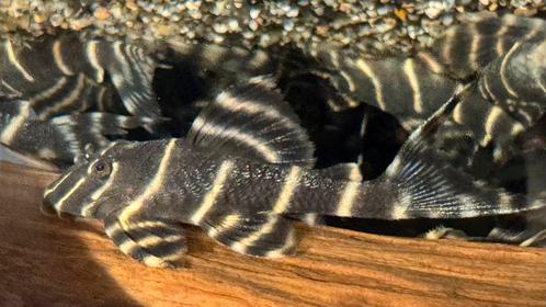 L204 Panaqolus albivermis 6-8cm, Dieren en Toebehoren, Vissen | Aquariumvissen, Zoetwatervis, Vis, Schoolvis