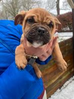 Prachtige pups zie foto’s alleen nog teefjes, Parvo, 15 weken tot 1 jaar, Bulldog, Meerdere