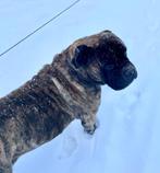 Adoptie Bull Mastiff 6 Years, 250€, 6 jaar of ouder, Rabiës (hondsdolheid), Reu, Groot