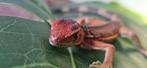 Groene leguanen , 100% het hypo/albino T+, Dieren en Toebehoren, Reptielen en Amfibieën, Hagedis, 0 tot 2 jaar