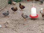 Wiandottes kriel, Dieren en Toebehoren, Pluimvee, Vrouwelijk, Kip