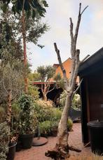 ca 70 kg olijfboom 3 meter, Tuin en Terras, Planten | Bomen, Ophalen, Volle zon, Olijfboom, 100 tot 250 cm